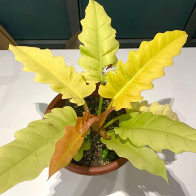 Philodendron 'Golden Serratum' Indoor/Outdoor Live Plant