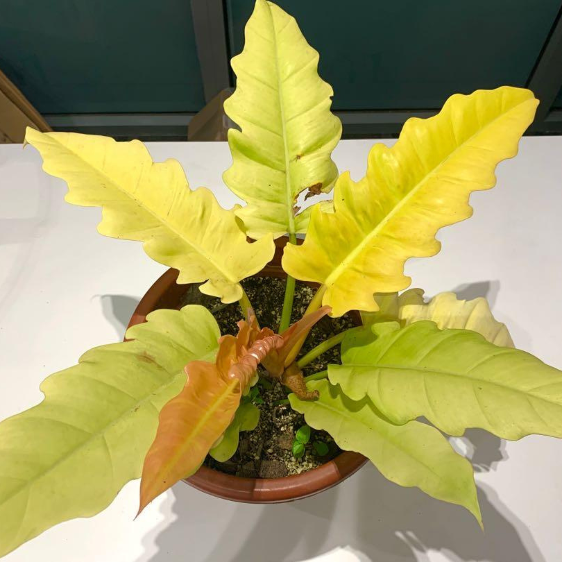 Philodendron 'Golden Serratum' Indoor/Outdoor Live Plant