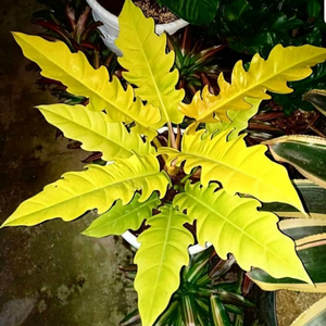 Philodendron 'Golden Serratum' Indoor/Outdoor Live Plant