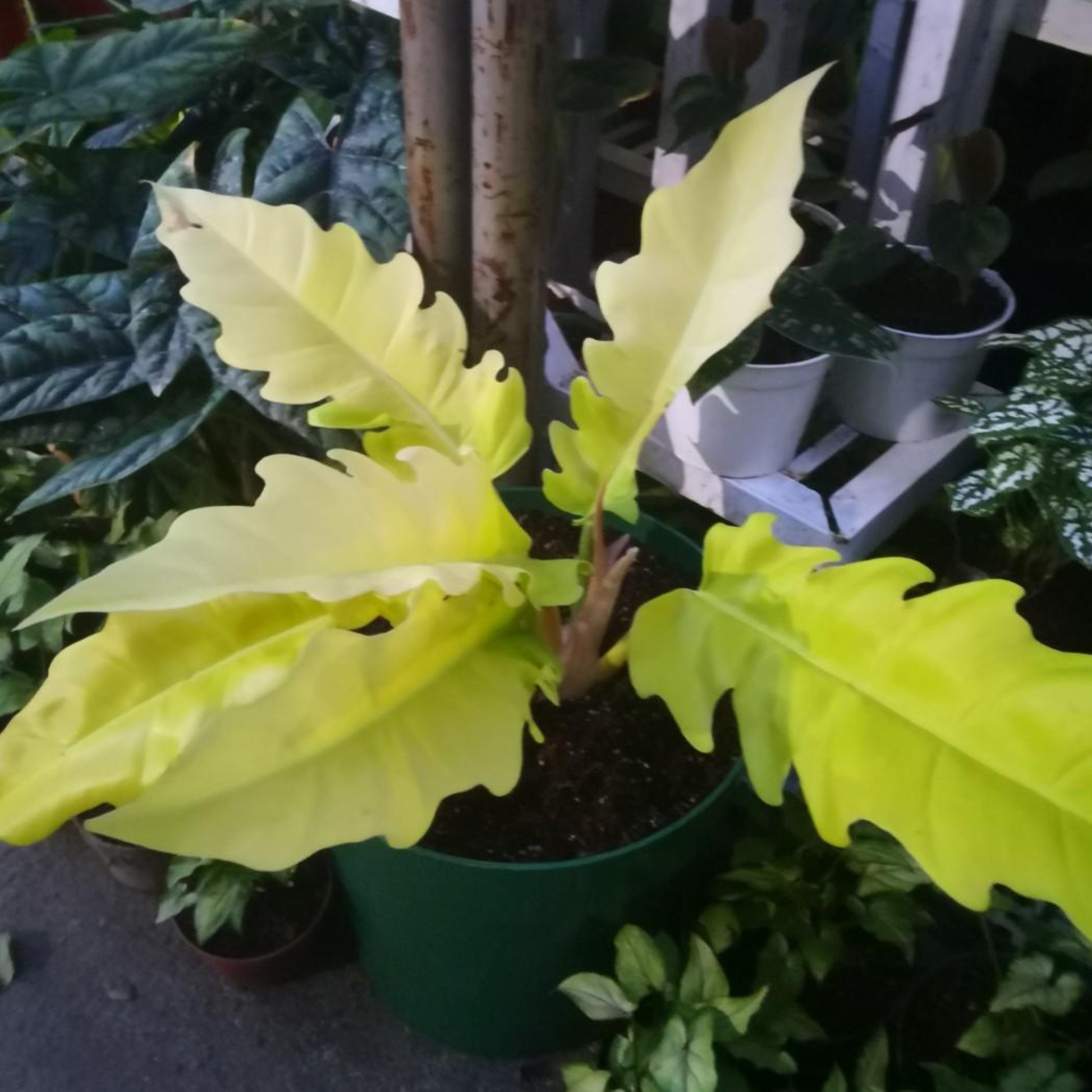 serratum philodendron Philodendron_GoldenSerratum_Indoor_OutdoorLivePlant-Seed2Plant-3.png?v=1747483139&width=1946