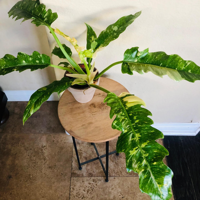Philodendron 'Ring of Fire Variegated' Indoor/Outdoor Live Plant