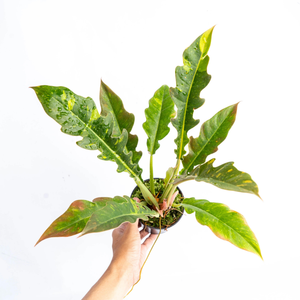 Philodendron 'Ring of Fire Variegated' Indoor/Outdoor Live Plant