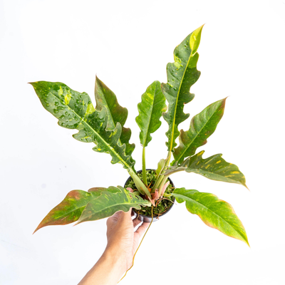 Philodendron 'Ring of Fire Variegated' Indoor/Outdoor Live Plant