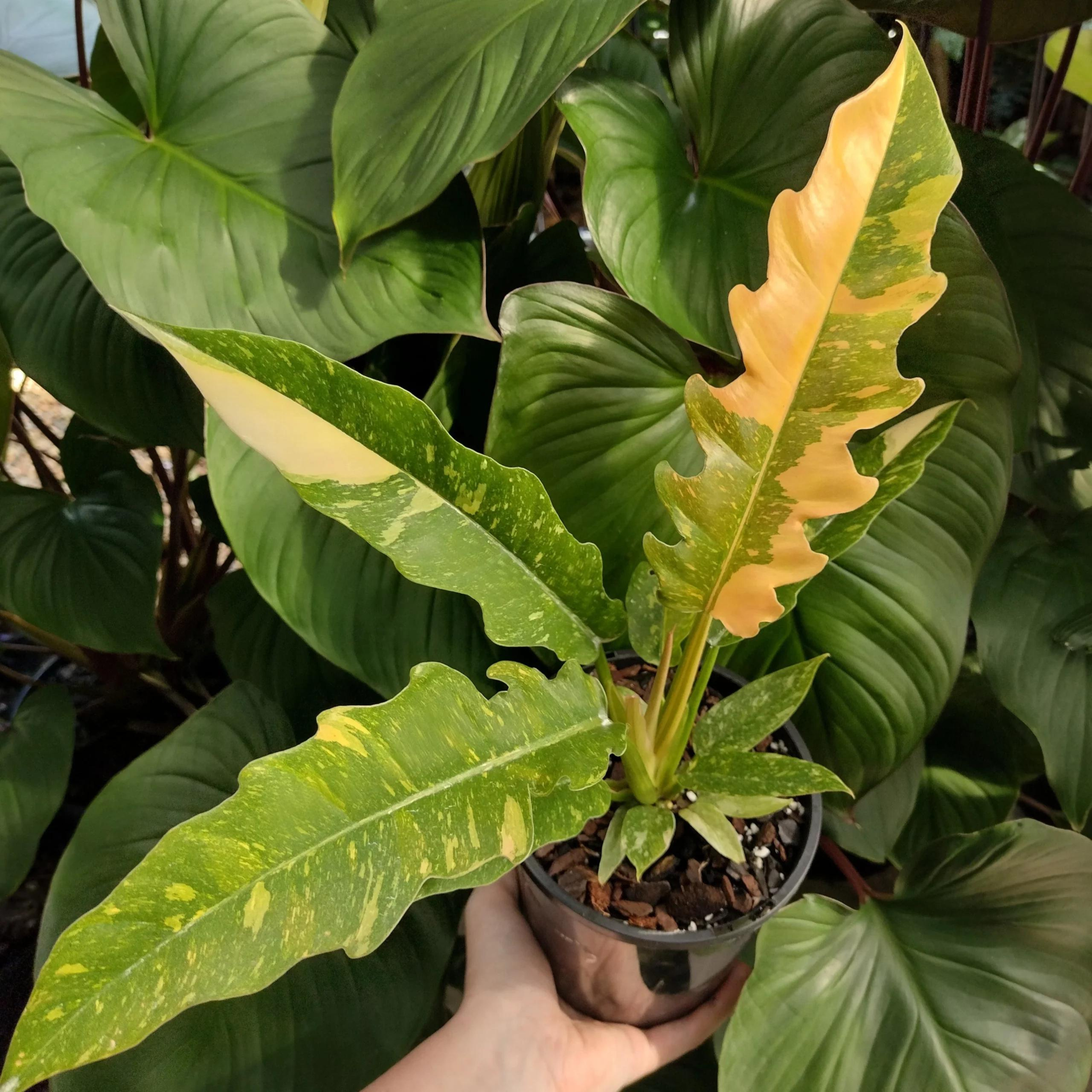 Philodendron 'Ring of Fire Variegated' Indoor/Outdoor Live Plant
