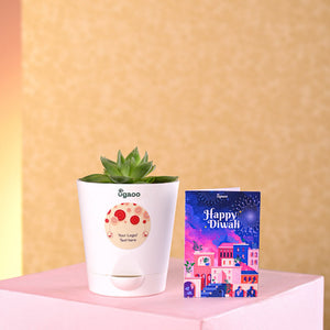 Haworthia Cooperi Fleshy Diwali Gift