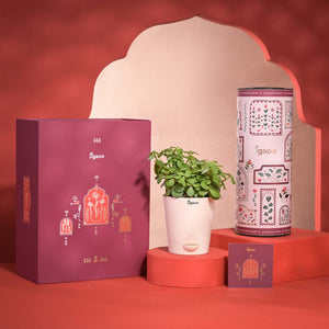 Prosperity Diwali Gift Hamper