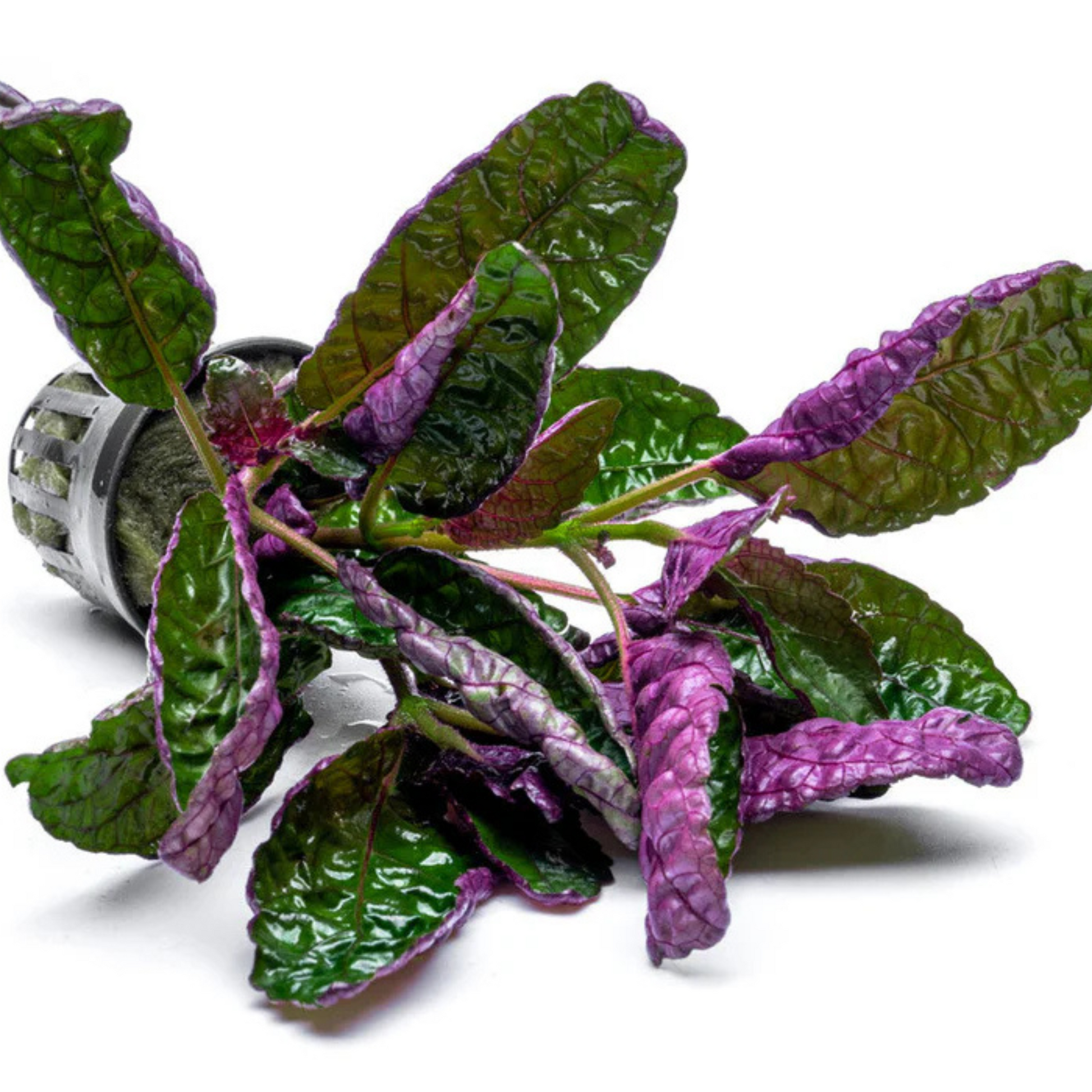 Purple Waffle Plant (Hemigraphis Colorata) Live Plant (Pack of 2)
