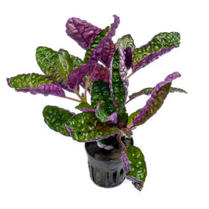 Purple Waffle Plant (Hemigraphis Colorata) Live Plant (Pack of 2)