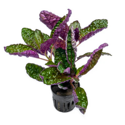 Purple Waffle Plant (Hemigraphis Colorata) Live Plant (Pack of 2)