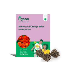 Ranunculus Orange Bulbs