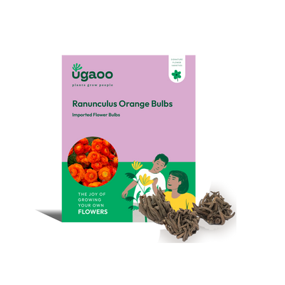 Ranunculus Orange Bulbs