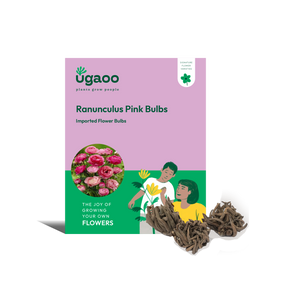 Ranunculus Pink Bulbs
