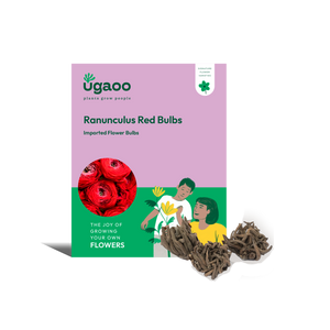 Ranunculus Red Bulbs