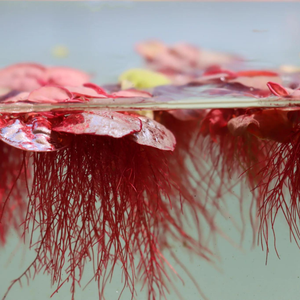 Red Root Floater (Phyllanthus fluitans) Live Plant - Pack of 10