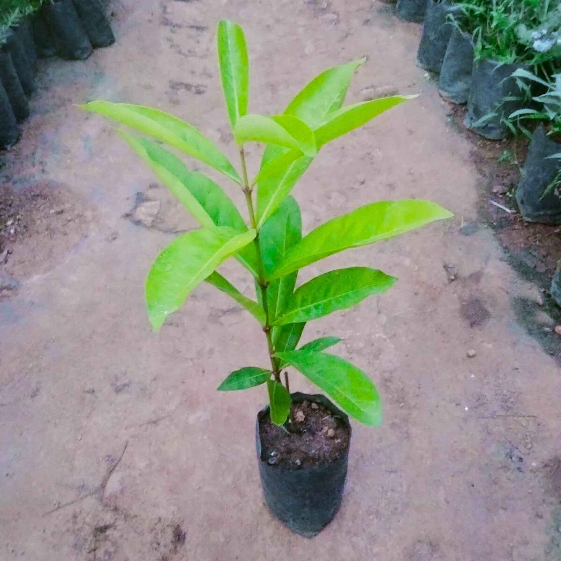 Red Thetti Big Flowers (Ixora coccinea) All Time Flowering Live Plant