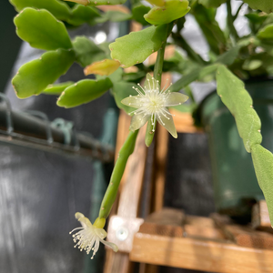 Rhipsalis Micrantha Succulent Live Plant