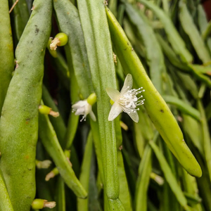 Rhipsalis Micrantha Succulent Live Plant