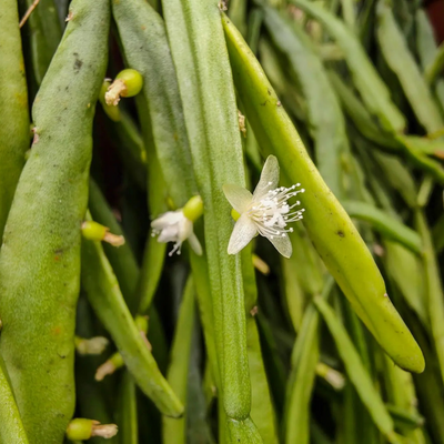 Rhipsalis Micrantha Succulent Live Plant
