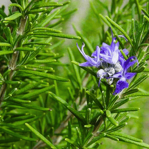 Rose Mary (Salvia rosmarinus) Live Plant
