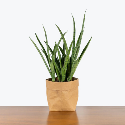 Sansevieria Fernwood (Mikado-snake plant) Succulent Live Plant