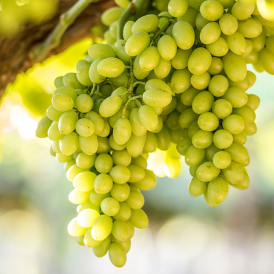 Seedless Grapes Green (Vitis vinifera) Fruit Live Plant