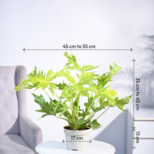 Philodendron Selloum Golden Plant