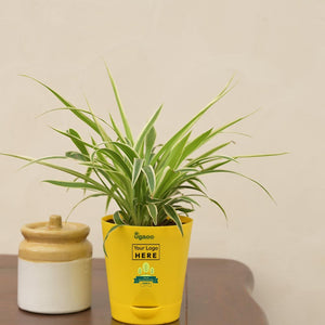 Spider Plant For Environment Day Gifting