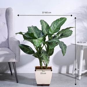 Dieffenbachia Plant XL