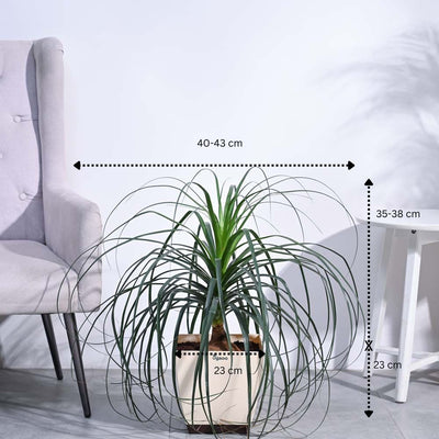 Nolina Palm XL