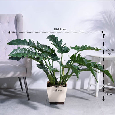 Philodendron Pluto Green XL