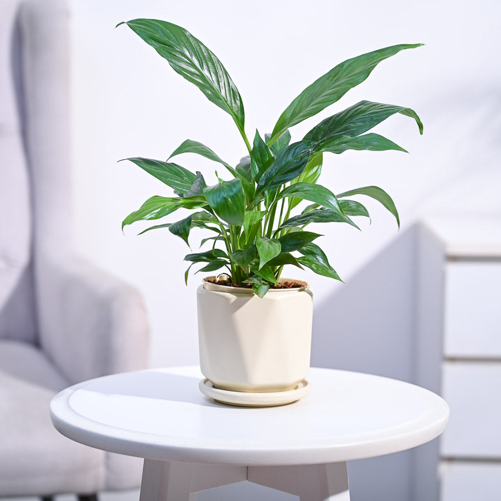 Peace Lily Plant