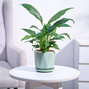 Peace Lily Plant