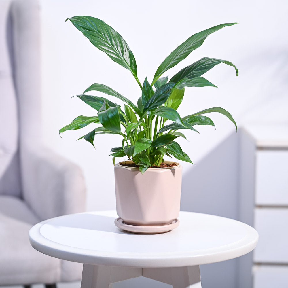 Peace Lily Plant