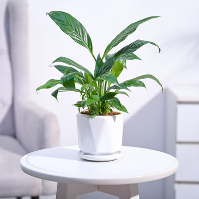 Peace Lily Plant
