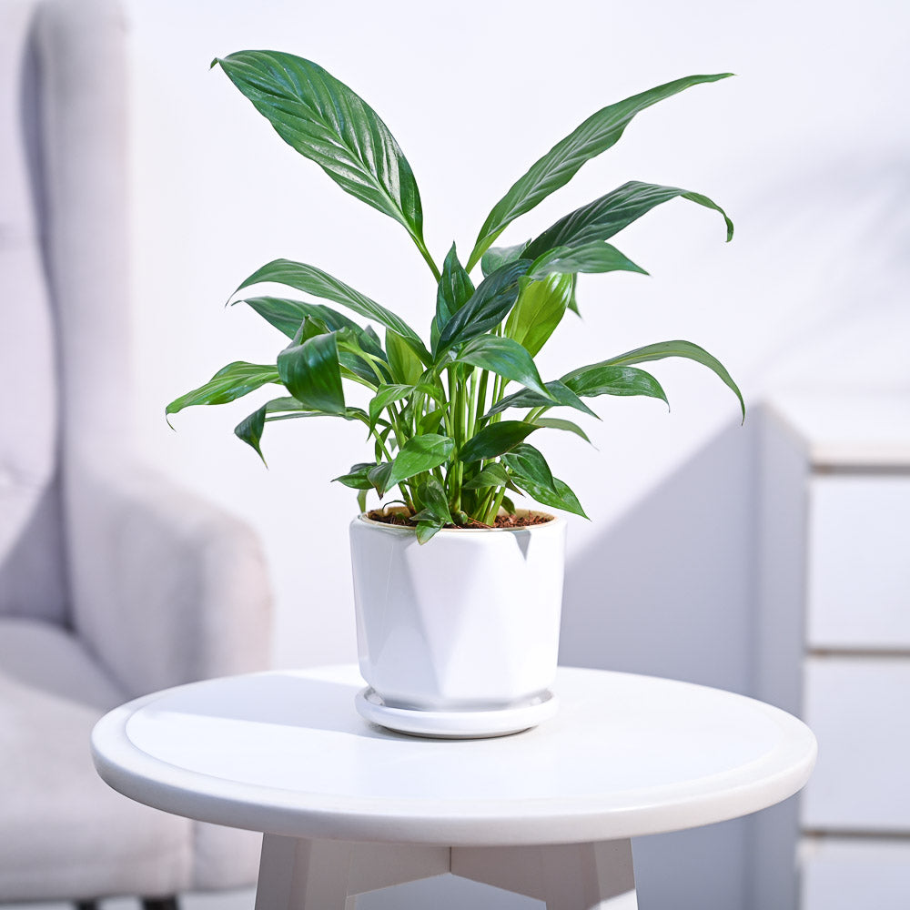 Peace Lily Plant