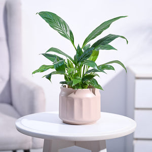 Peace Lily Plant