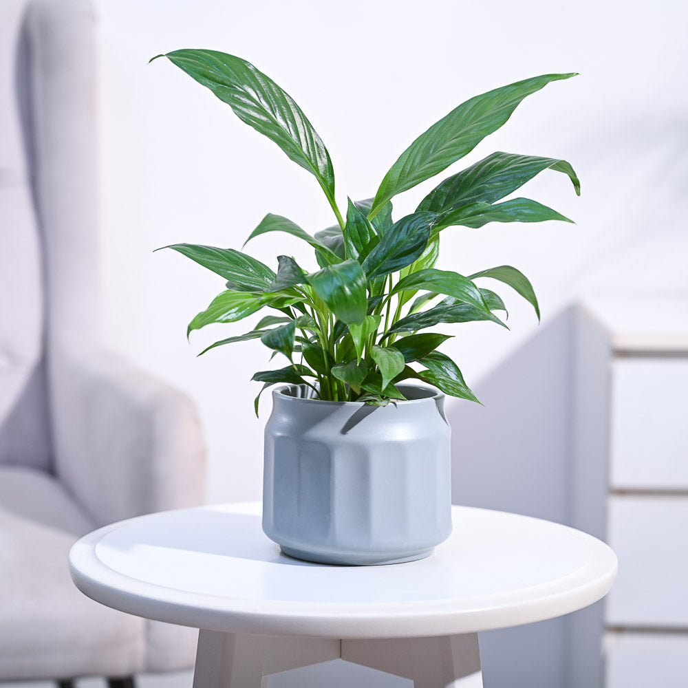 Peace Lily Plant