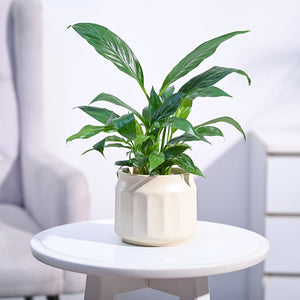 Peace Lily Plant