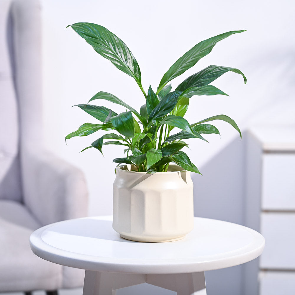 Peace Lily Plant