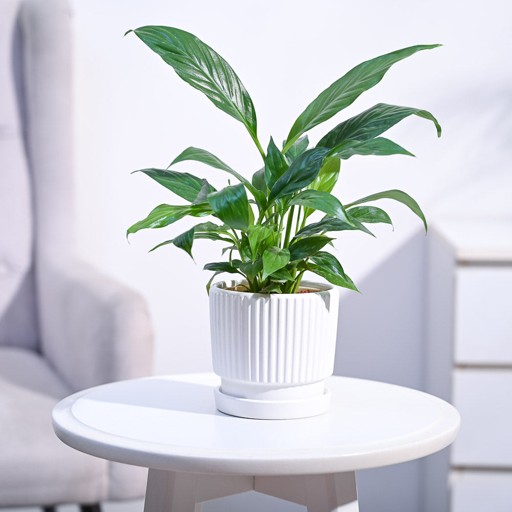 Peace Lily Plant