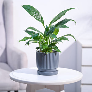 Peace Lily Plant