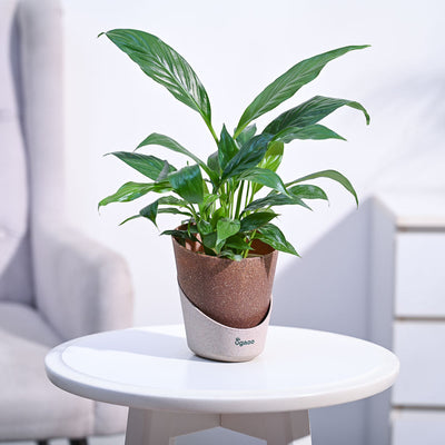 Peace Lily Plant