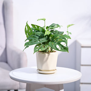 Broken Heart Plant