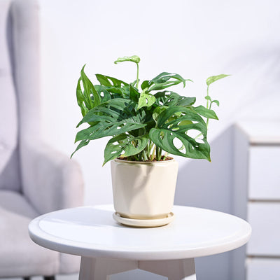 Broken Heart Plant
