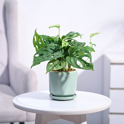 Broken Heart Plant