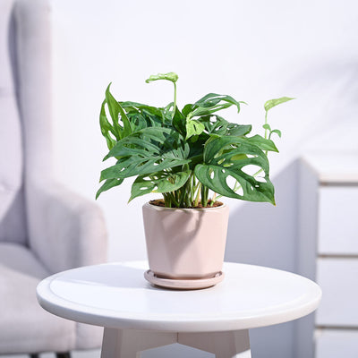 Broken Heart Plant
