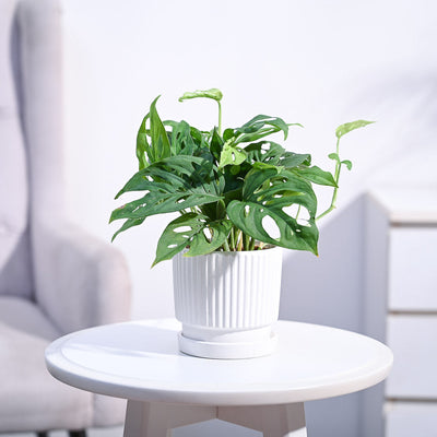 Broken Heart Plant