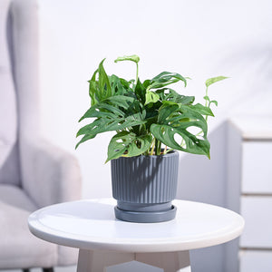 Broken Heart Plant