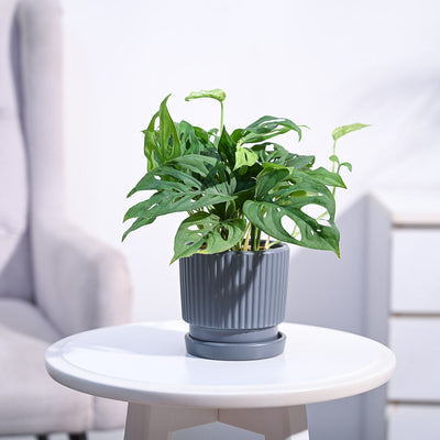 Broken Heart Plant
