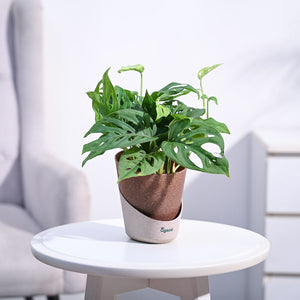 Broken Heart Plant